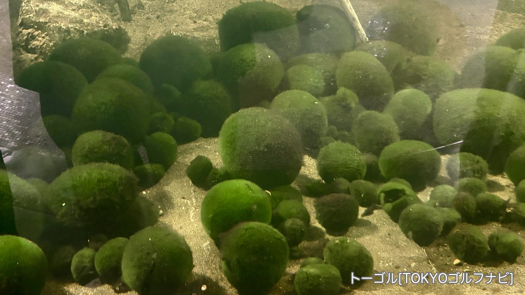 マリモ展示観察センターの水槽のマリモ
